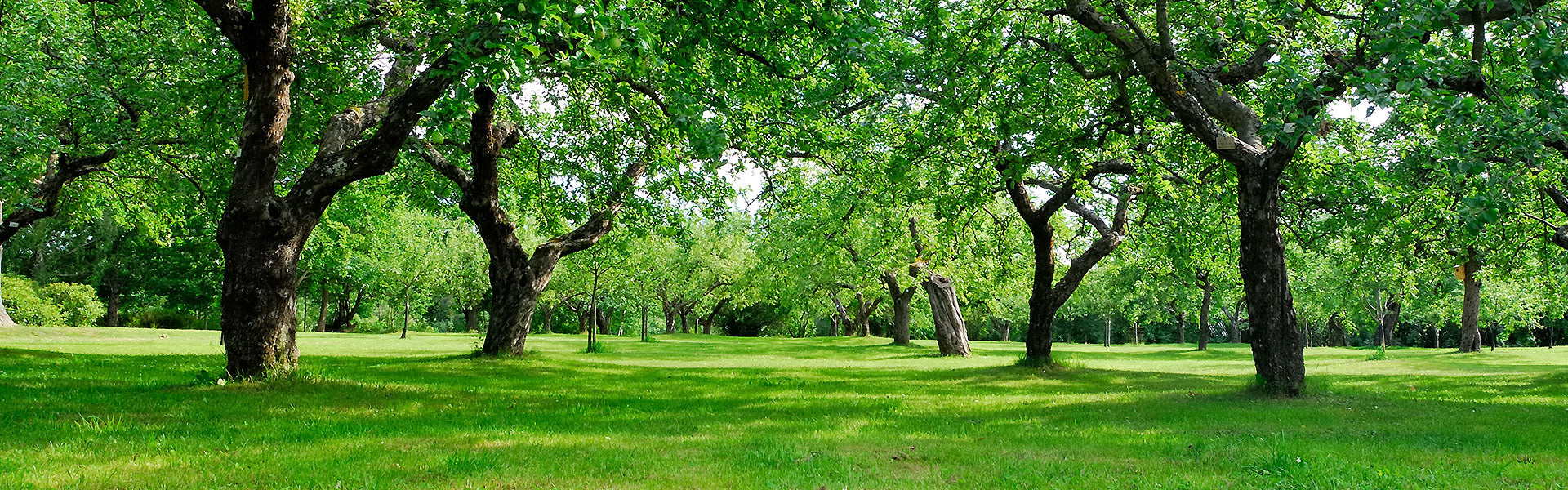  Woodland shady areas grass seed