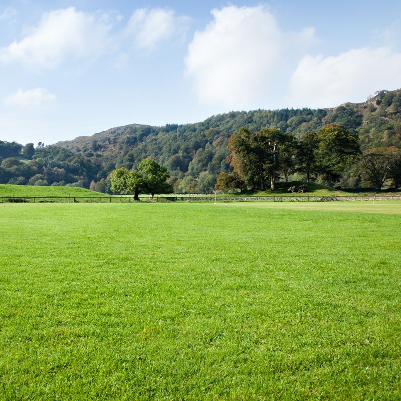 Cricket Outfield Grass Seed Mix