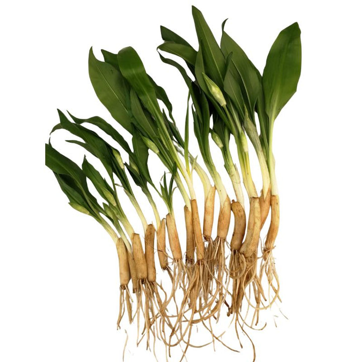 Wild Garlic Bulbs in The Green | Alium ursinum