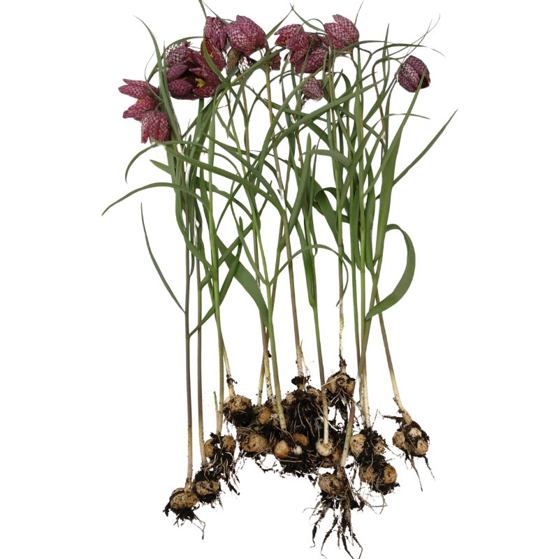 a group of snakeshead fritillary bulbs in the green on a white background