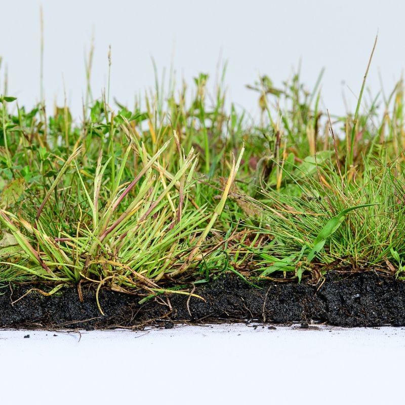 British Native General Purpose Wildflower Turf