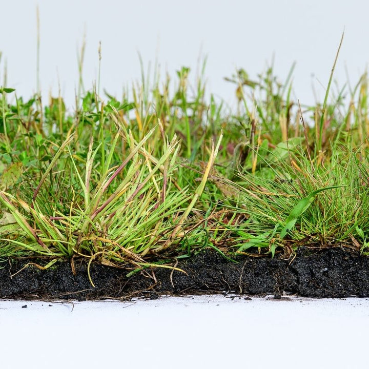 British Native General Purpose Wildflower Turf