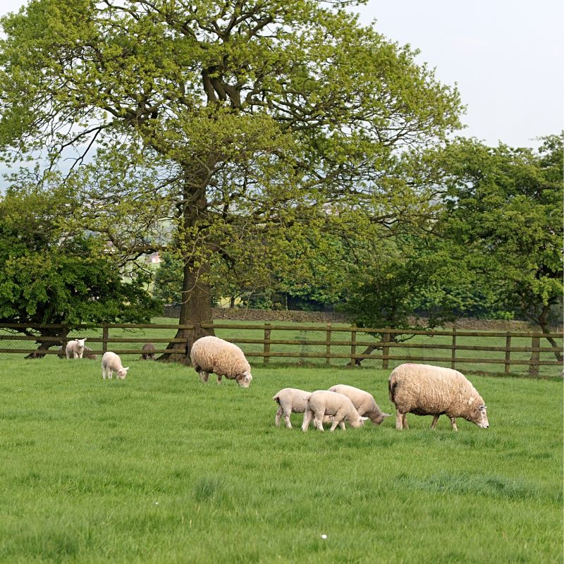 sheep grazing in an english pasture - reseeded