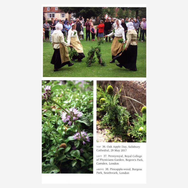 Vickery's Folk Flora by Roy Vickery