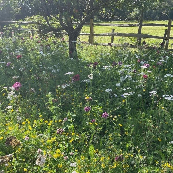 British Native General Purpose Wildflower Turf