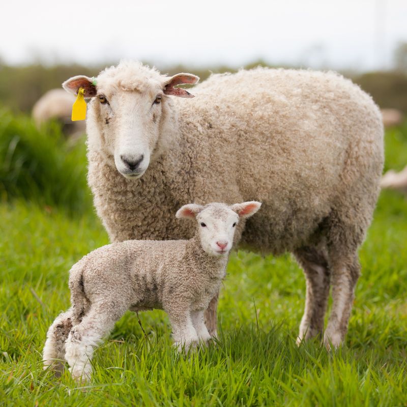 sheep and lamb in a new spring pasture