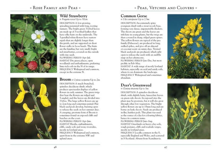 A Naturalist's Guide to Wild flowers