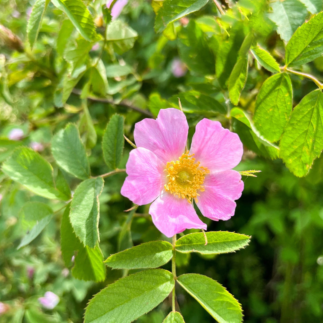 Sweet briar rose flower and leaves