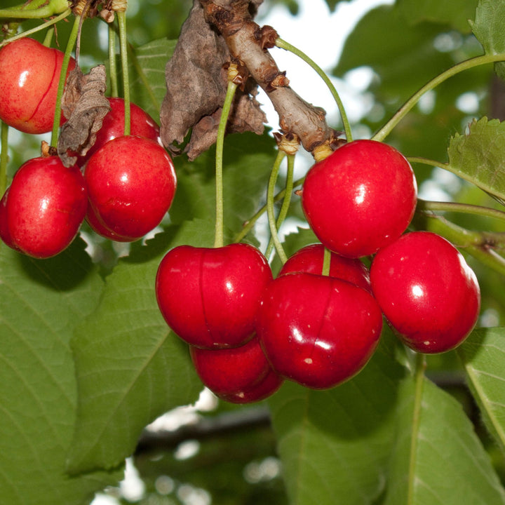 Wild Cherry Whips | Prunus avium