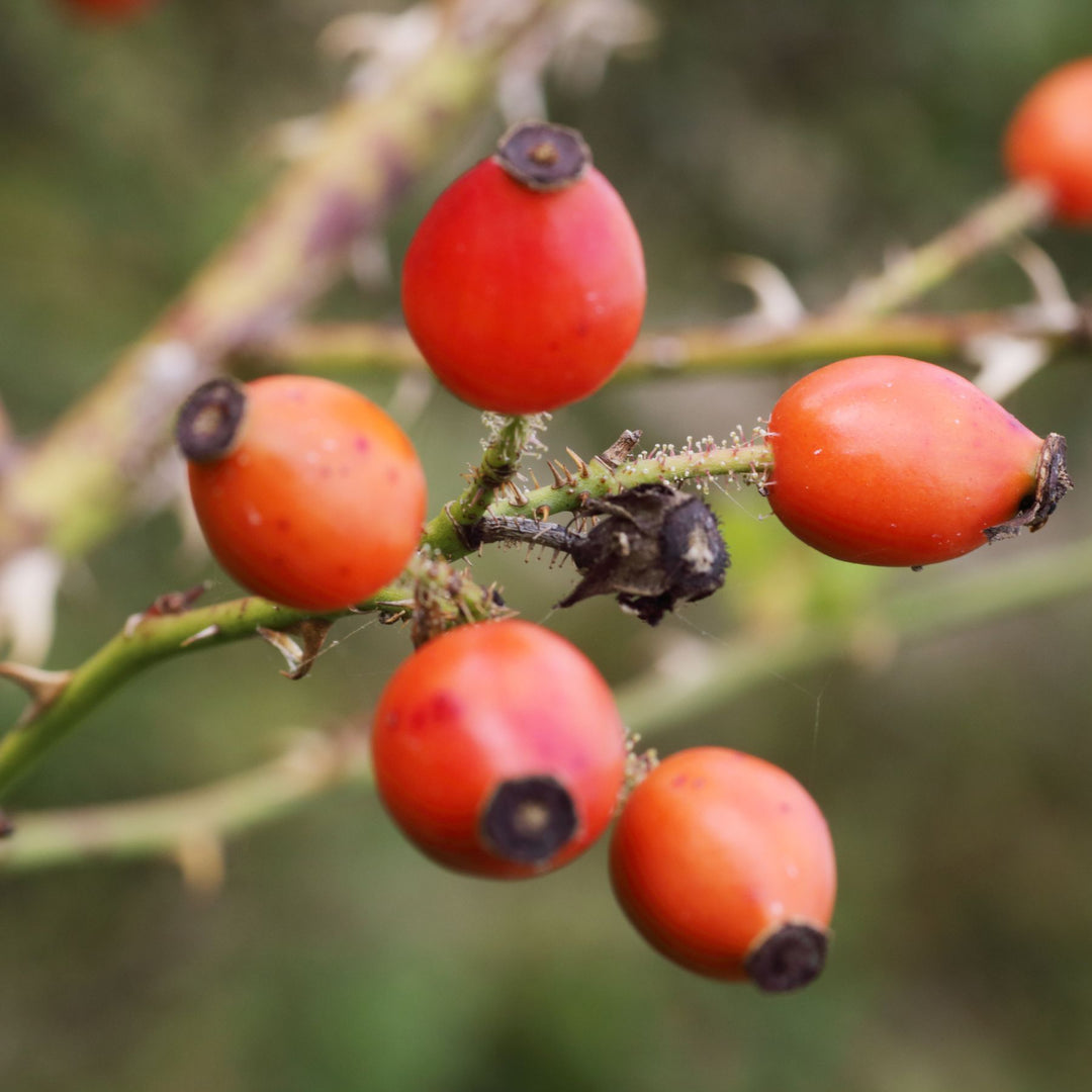 Rosehips from sweet briar rose