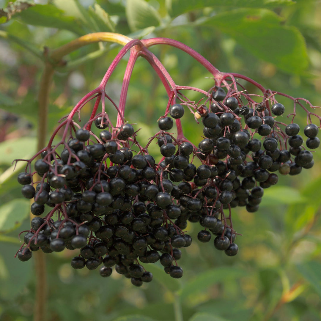 Deep black elderberries hanging from a tree