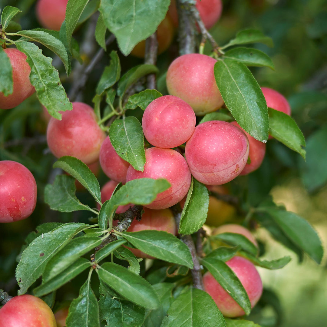 Cherry plum fruits growing from a leafy branch