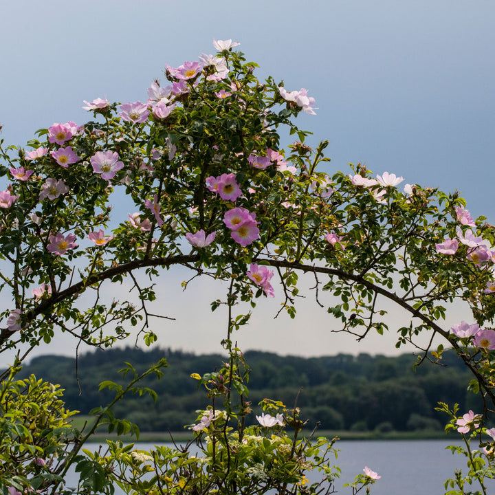 Sweet briar rose growing in an arc, with a lake and forest view beyond