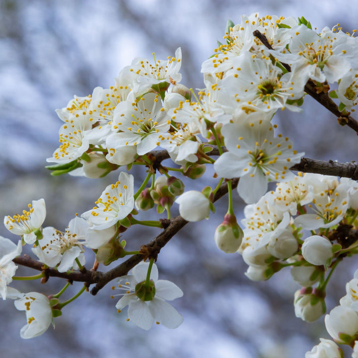 Cherry Plum Whips | Prunus cerasifera
