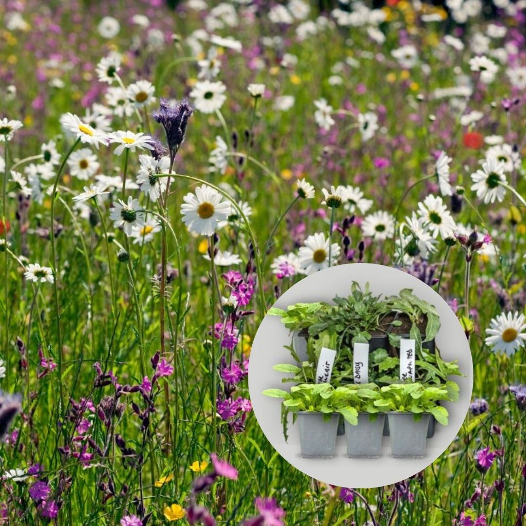 Wildflower 9cm Pot Plant Mix for Acid soils