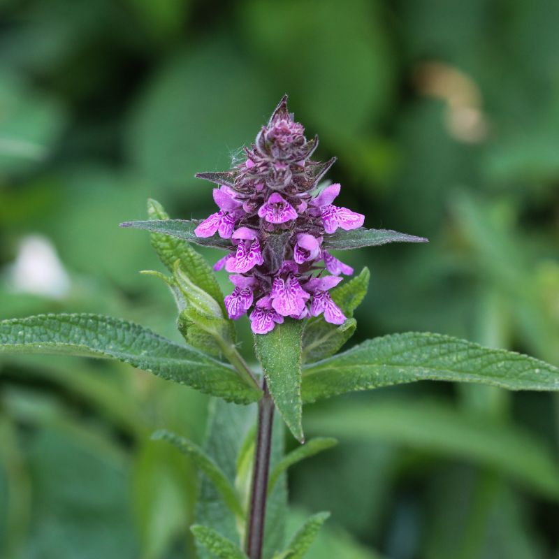 Native British Wildflower Meadow Seed Mix For Acidic Soils