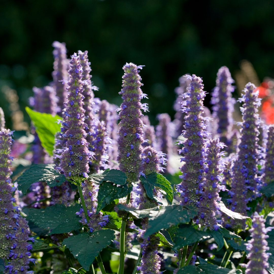 Anise Hyssop Plug Plants | Agastache anethiodora