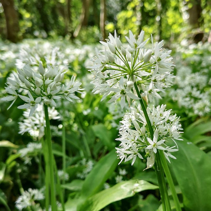 Wild garlic flowers in a woodland