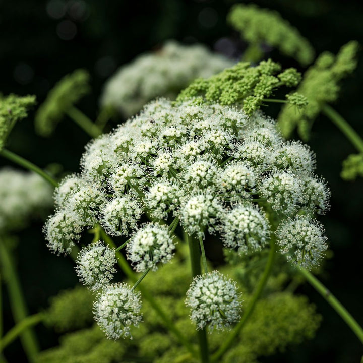 A close-up of Angelica sylvestris, showing its tall stem with a umbrelled cluster of small white flowers.