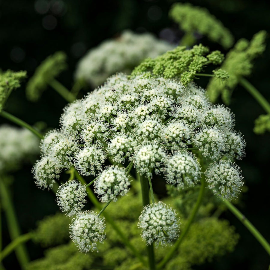 A close-up of Angelica sylvestris, showing its tall stem with a umbrelled cluster of small white flowers.