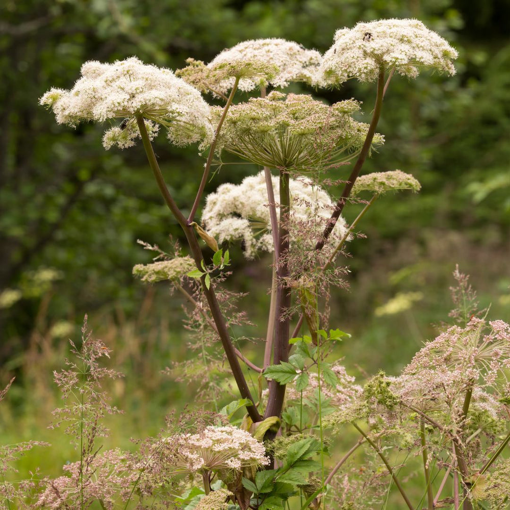 Angelica plants