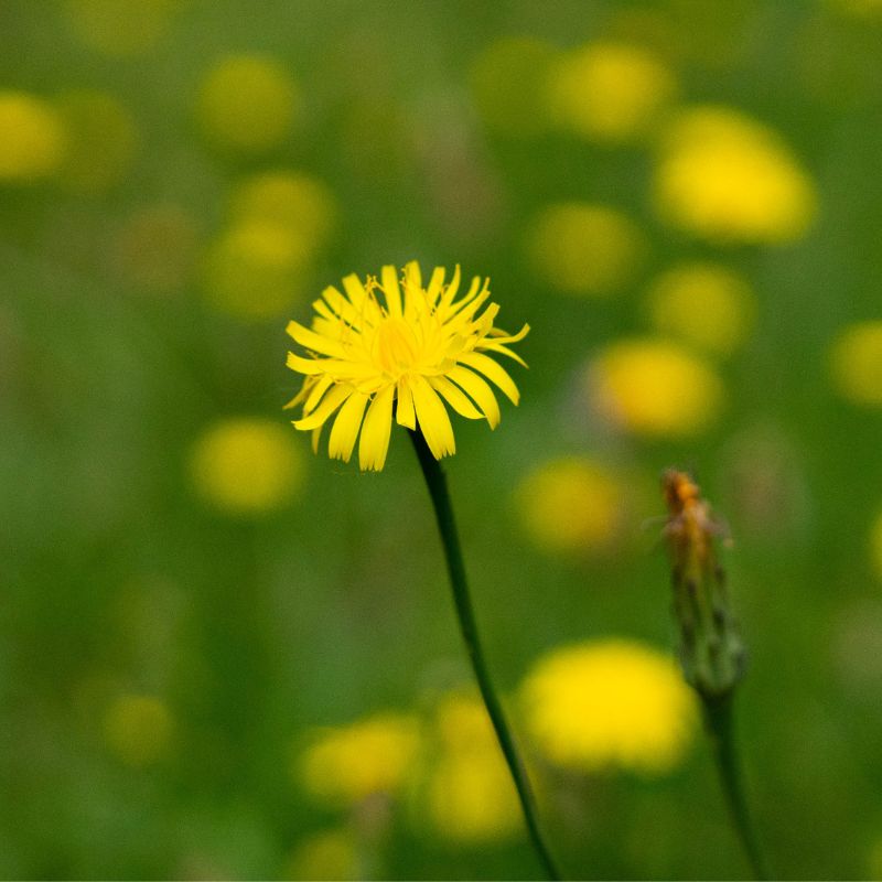 Autumn hawkbit wildflower and bud