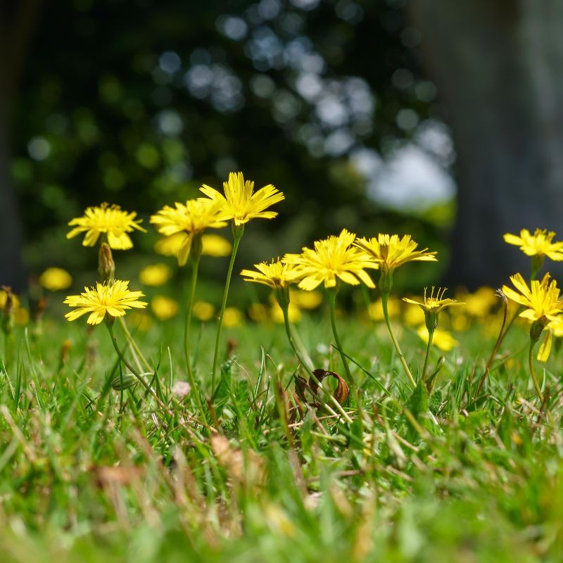Autumn hawkbit growing from a grass lawn