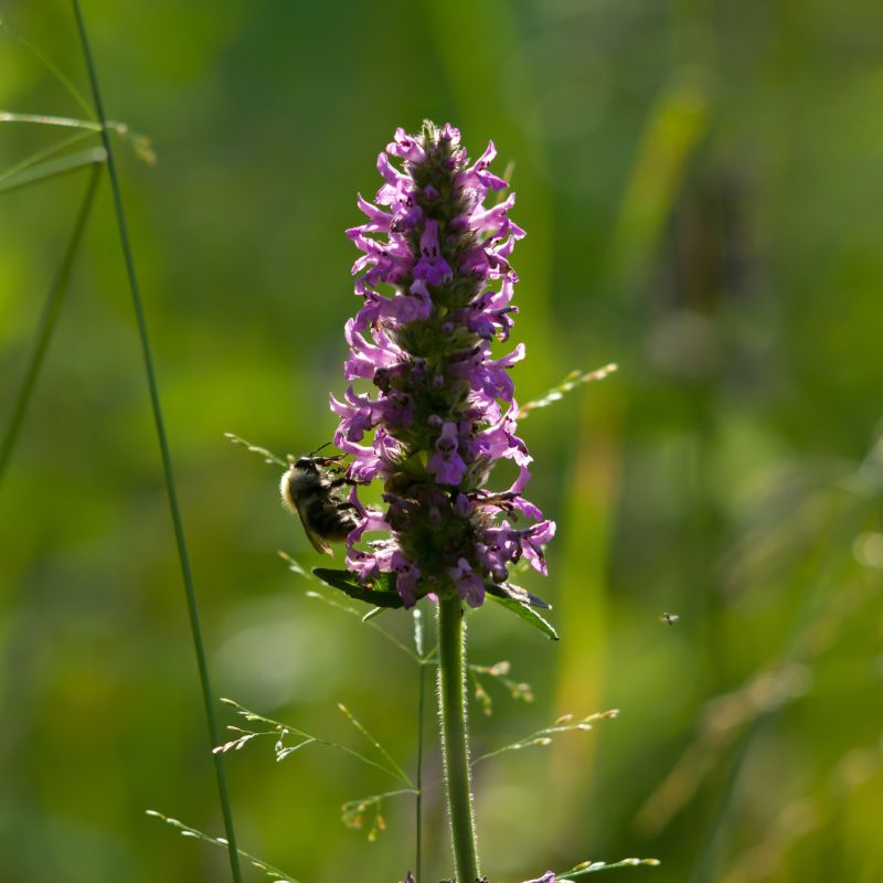Bee resting on betony wildflower