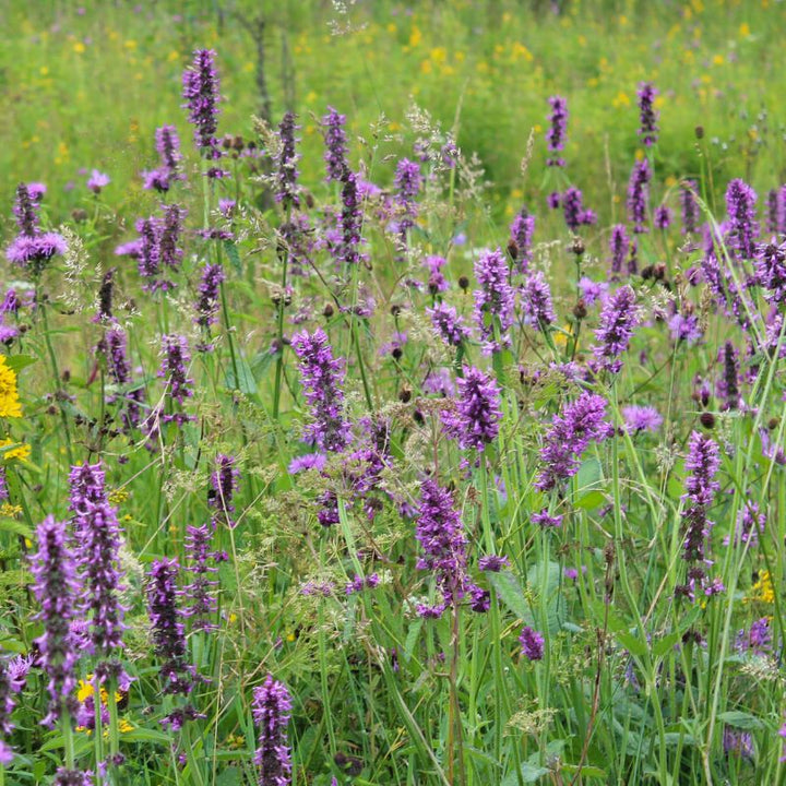 Betony wildflowers in a meadow