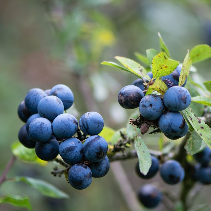 Blackthorn Whips | Prunus spinosa