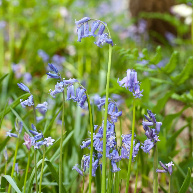 Native English Bluebell Bulbs | Hyacinthoides non-scripta