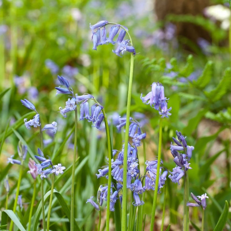 Wildflower Bulbs