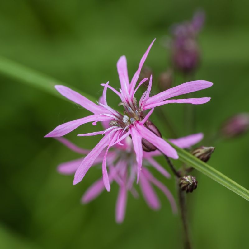A close-up view of a ragged robin flower, with its light pinky-purple, double-pronged petals
