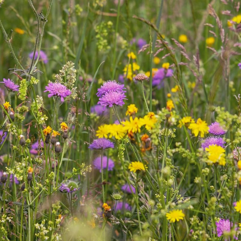 Native British Wildflower Seed Mix For Loam Soil