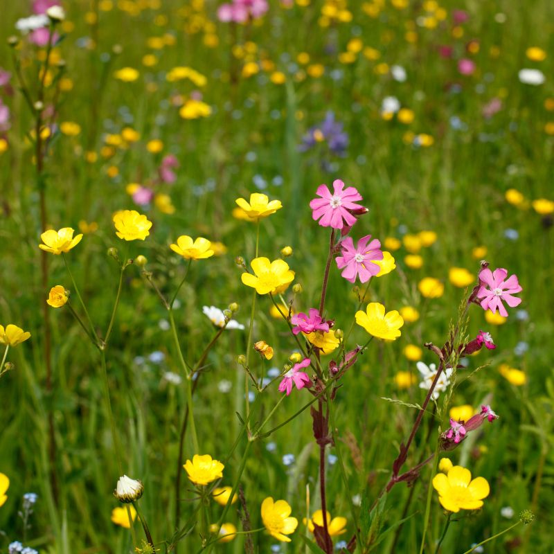 British Native Meadow Wildflower Seed Mix For Clay Soil