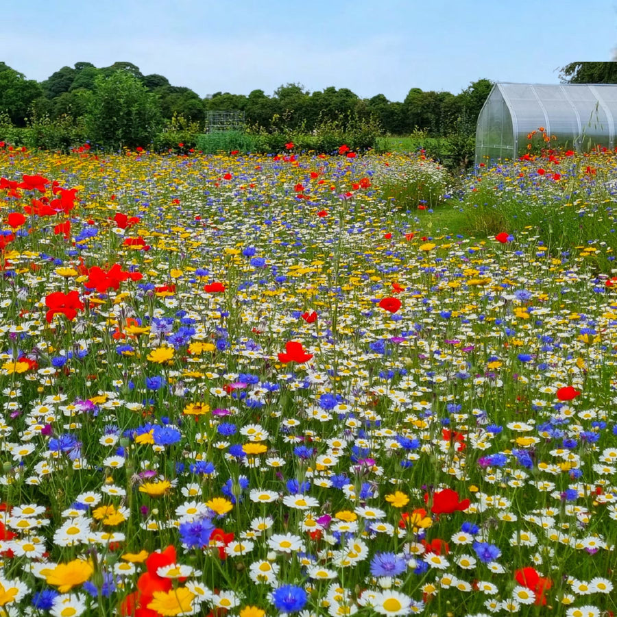 best perennial wildflower seeds uk Cornfield Annual Mix Standard – Meadowmania UK
