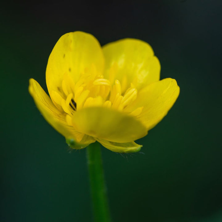 Bulbous Buttercup Plug Plants | Ranunculus bulbosus