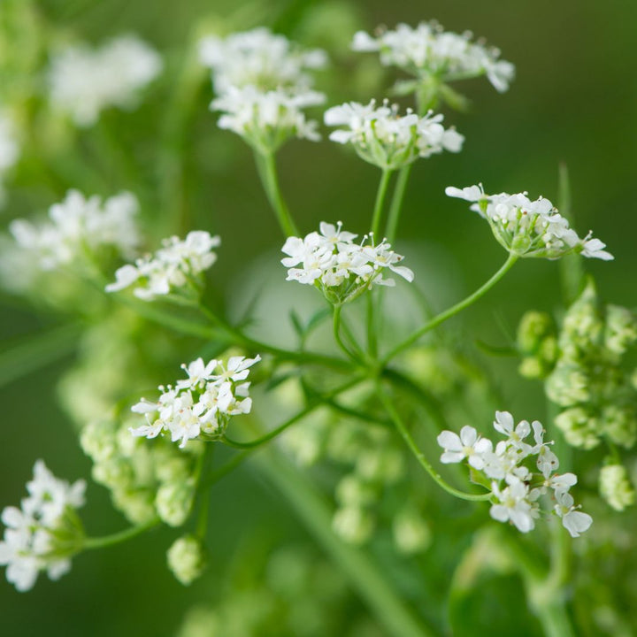 Close-up of white burnet saxifrage flowers with green leaves on a blurred green background