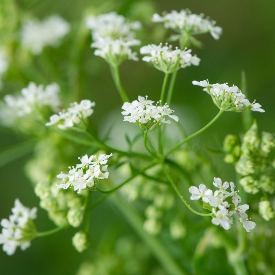 Close-up of white burnet saxifrage flowers with green leaves on a blurred green background