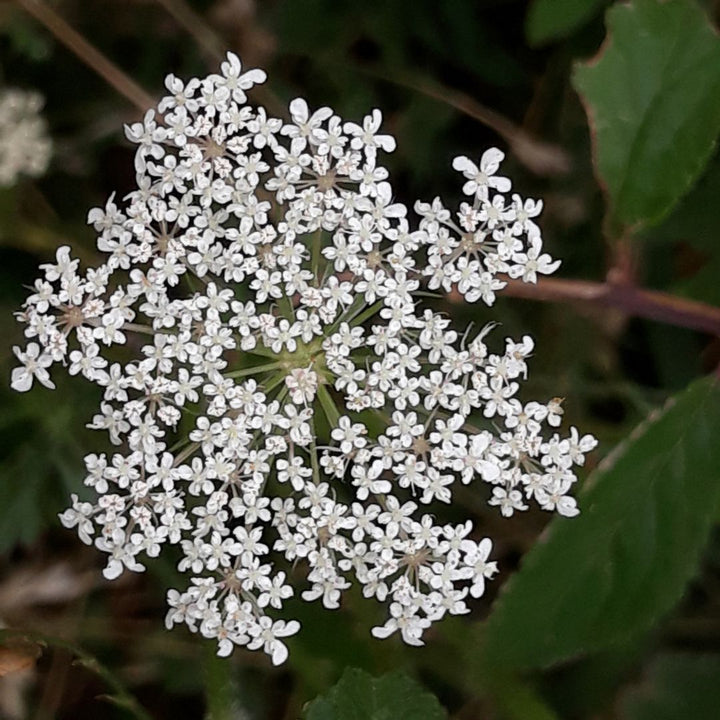 Close-up of a white flower cluster of burnet saxifrage with green leaves in the background