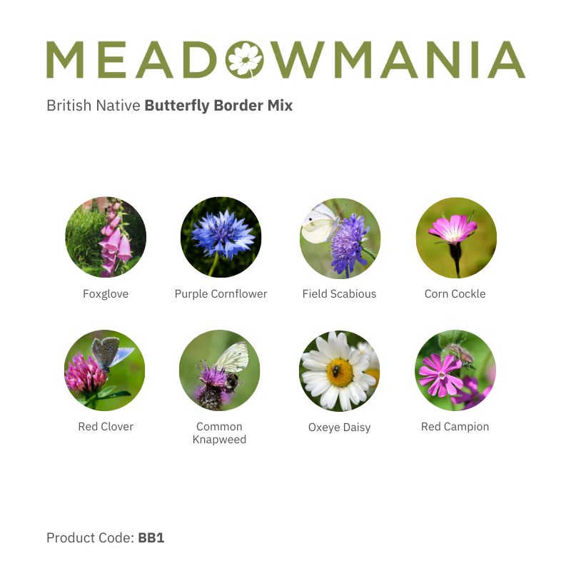 Butterfly Border Seed Mix