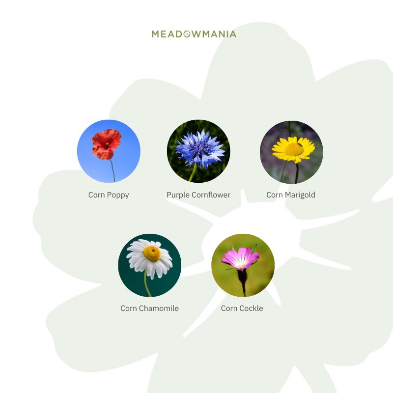 CFA  identification chart british wildflowers