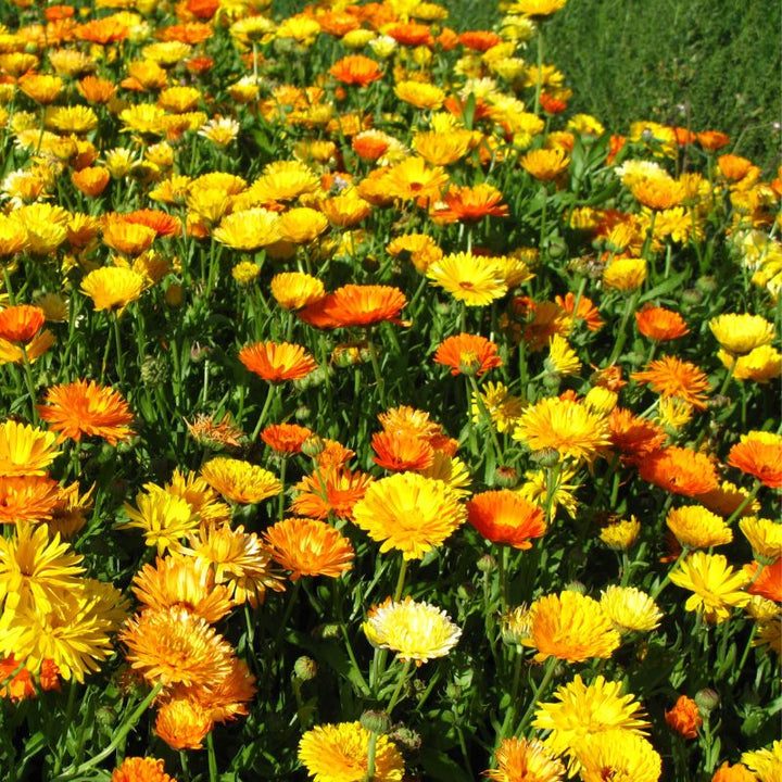 Pot Marigold (Pacific Beauty Mix) Annual Seed Mix