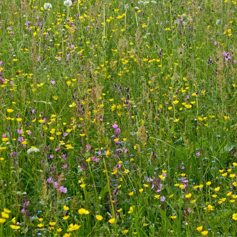 British Native Meadow Wildflower Seeds For Chalky/Calcareous Soil