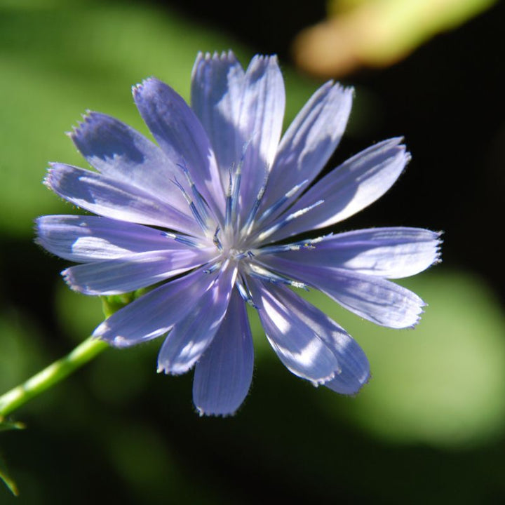 One wild chicory flower, close up shot