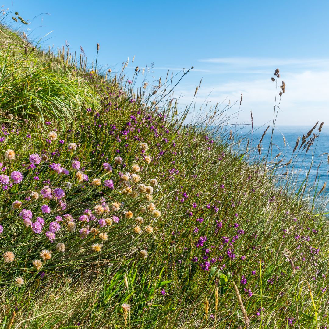 Native British Wildflower Seed For Coastal Areas