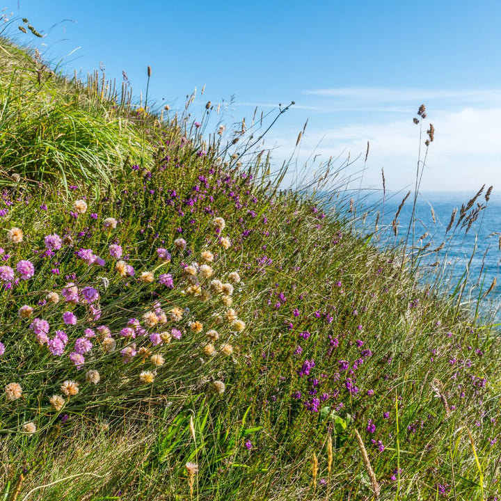 Native British Wildflower Seed For Coastal Areas