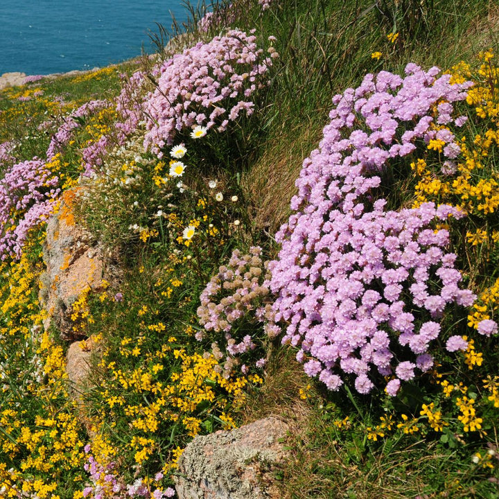 Native British Wildflower Seed For Coastal Areas