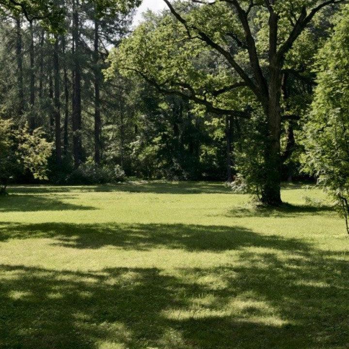 Grass Seed For Partial Shade