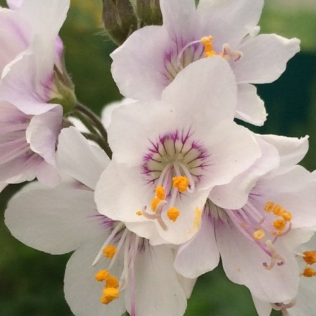Jacob's Ladder Plug Plants | Polemonium caeruleum